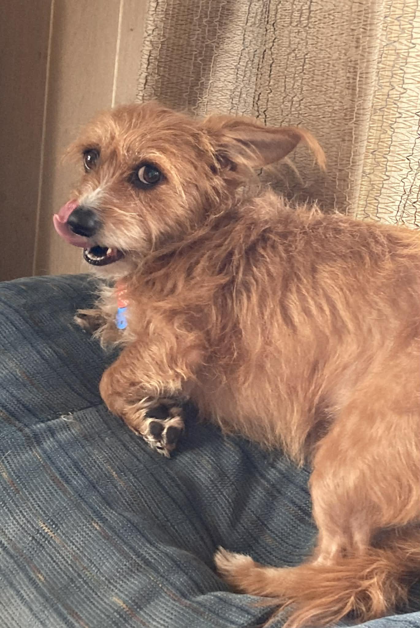 Enlarge Bailey!!, a ADOPTABLE mixed breed in Celina, OH image 4/5