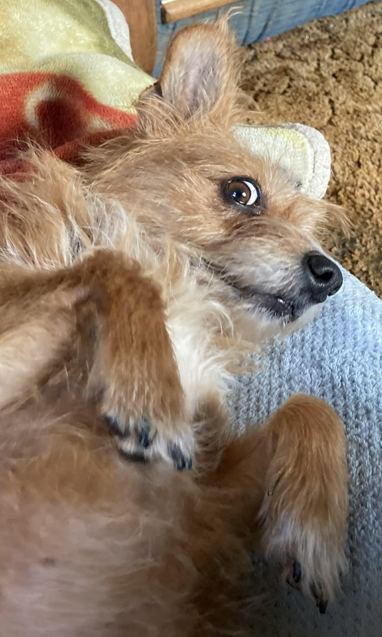 Enlarge Bailey!!, a ADOPTABLE mixed breed in Celina, OH image 1/5