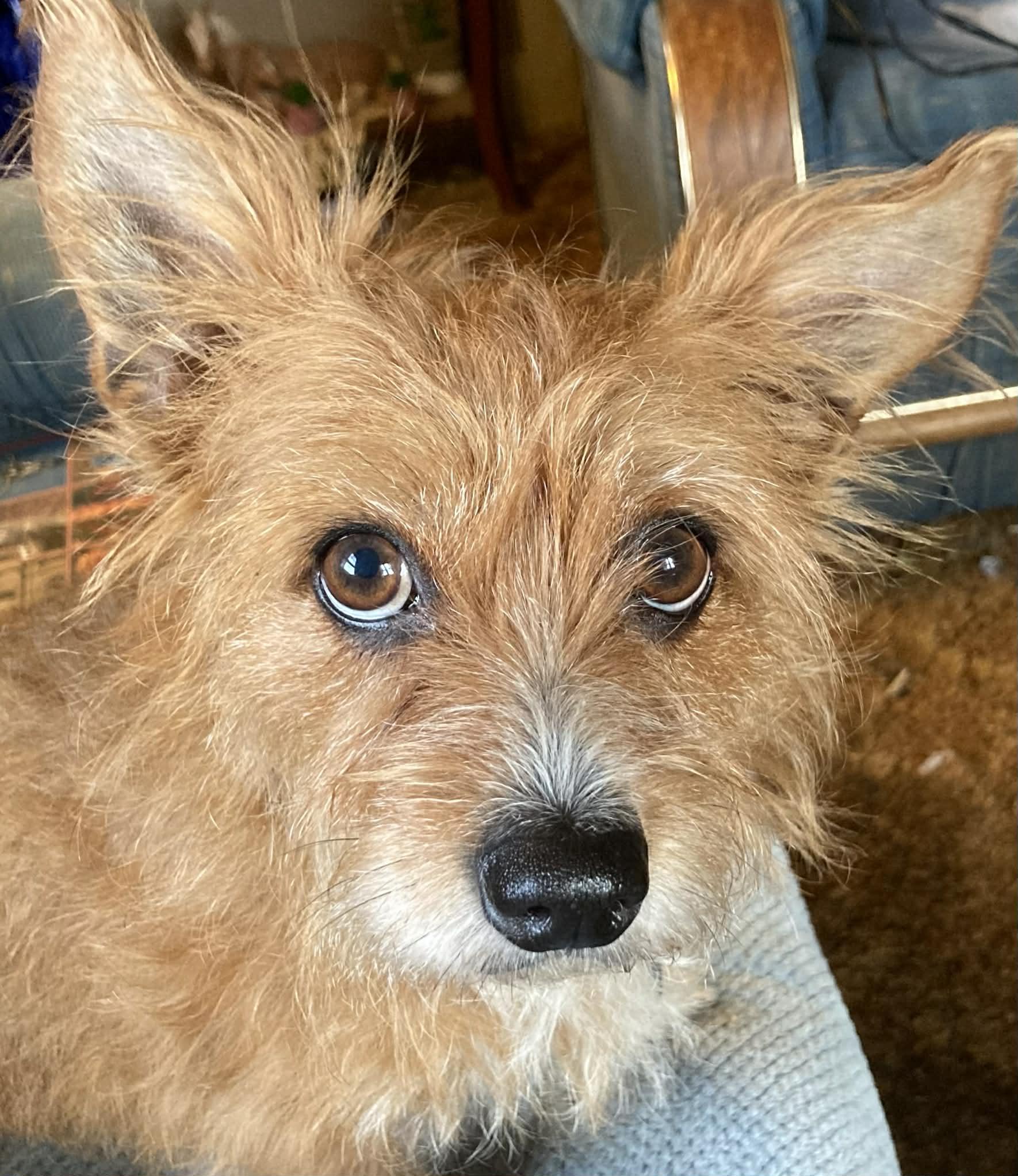 Enlarge Bailey!!, a ADOPTABLE mixed breed in Celina, OH image 2/5