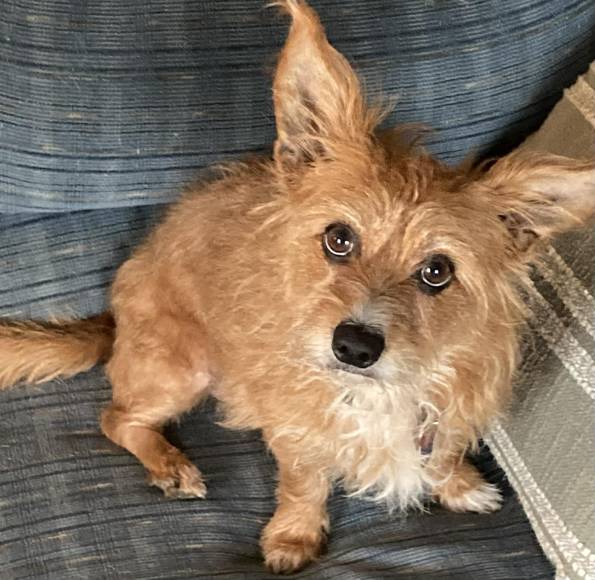 Enlarge Bailey!!, a ADOPTABLE mixed breed in Celina, OH image 5/5