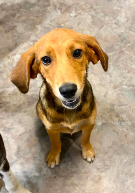Smiley, an adopted mixed breed in Eutawville, SC image 3/6