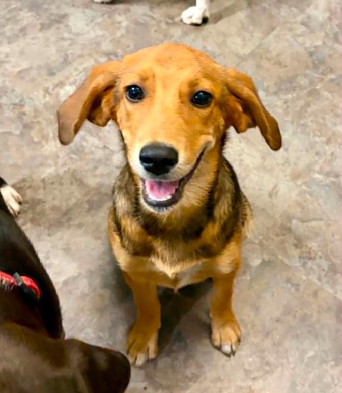 Smiley, adopted, Puppy Female Hound.