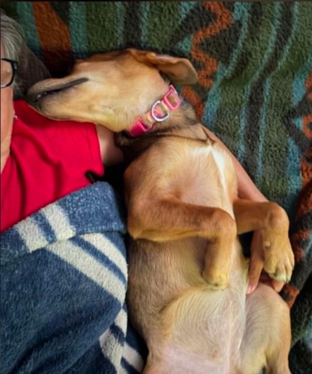Smiley, an adopted mixed breed in Eutawville, SC image 4/6
