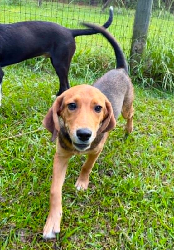 Smiley, an adopted mixed breed in Eutawville, SC image 2/6
