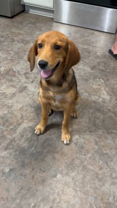 Enlarge Smiley, an adopted mixed breed in Eutawville, SC video 5/6