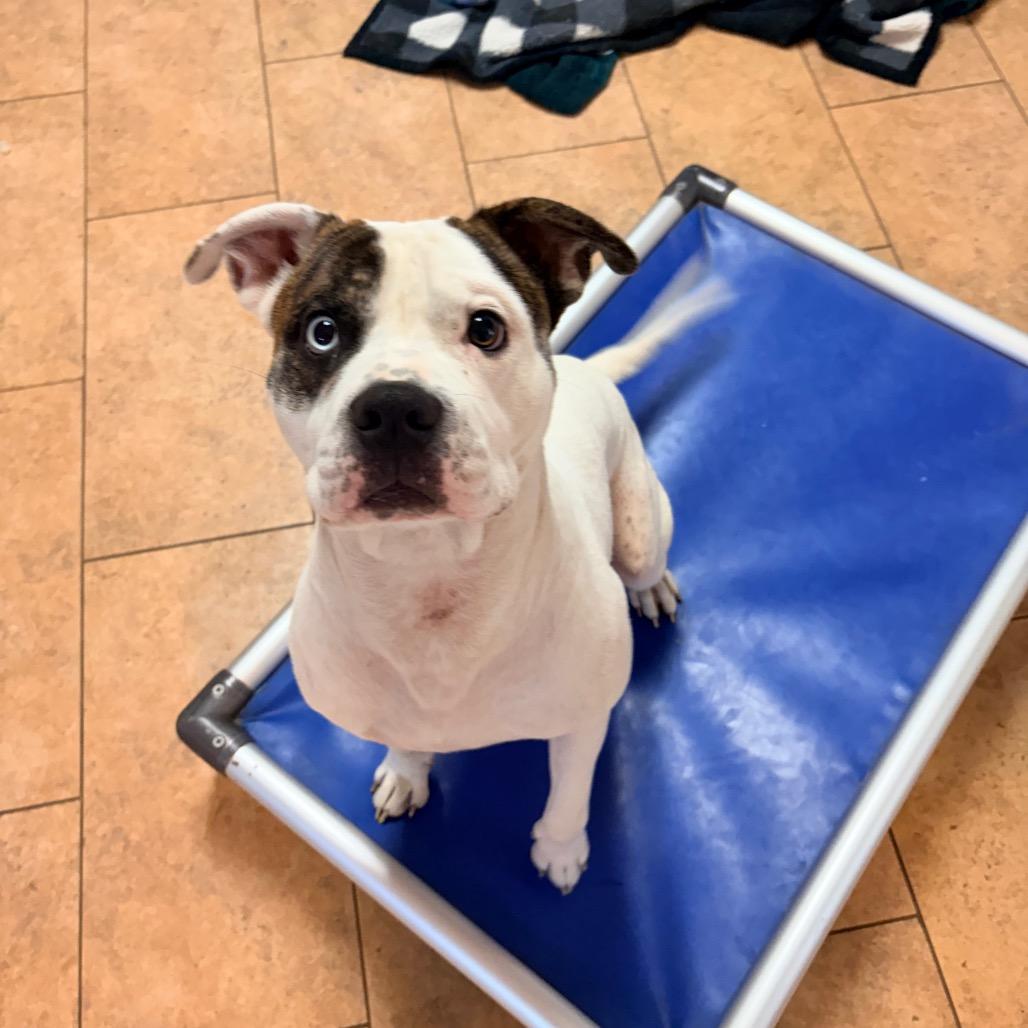 Enlarge Marlo 2348, a Adoptable Mixed Breed in Kansas City, MO image 1/5