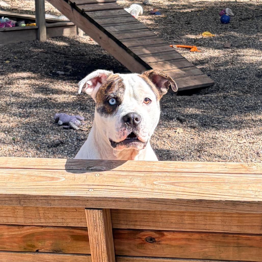 Enlarge Marlo 2348, a Adoptable Mixed Breed in Kansas City, MO image 3/5