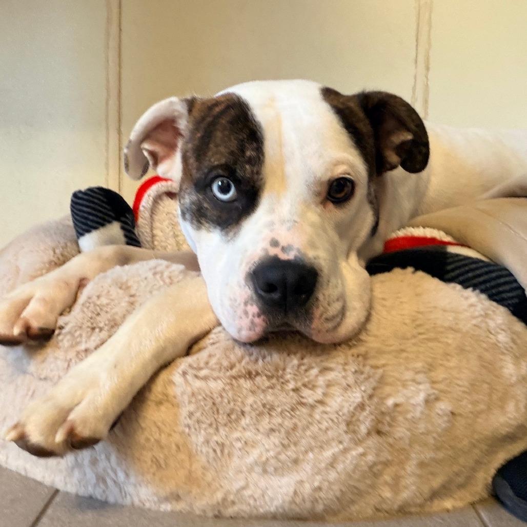 Enlarge Marlo 2348, a Adoptable Mixed Breed in Kansas City, MO image 5/5