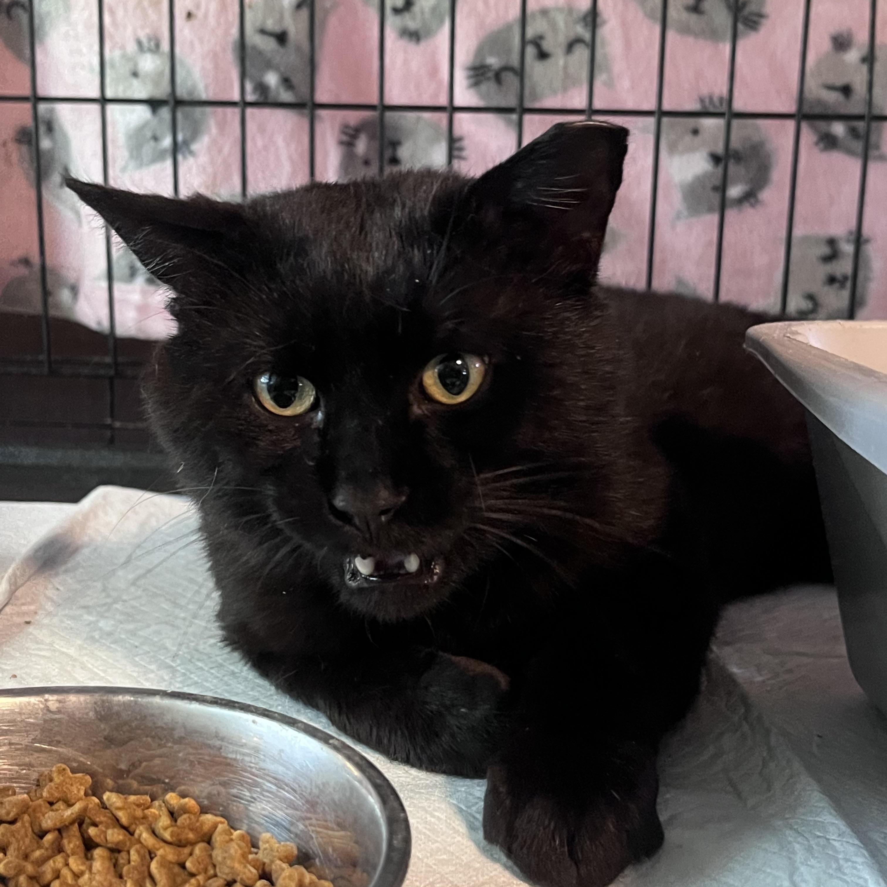 Enlarge LP, a Adopted Domestic Short Hair in Baltimore, MD image 1/3