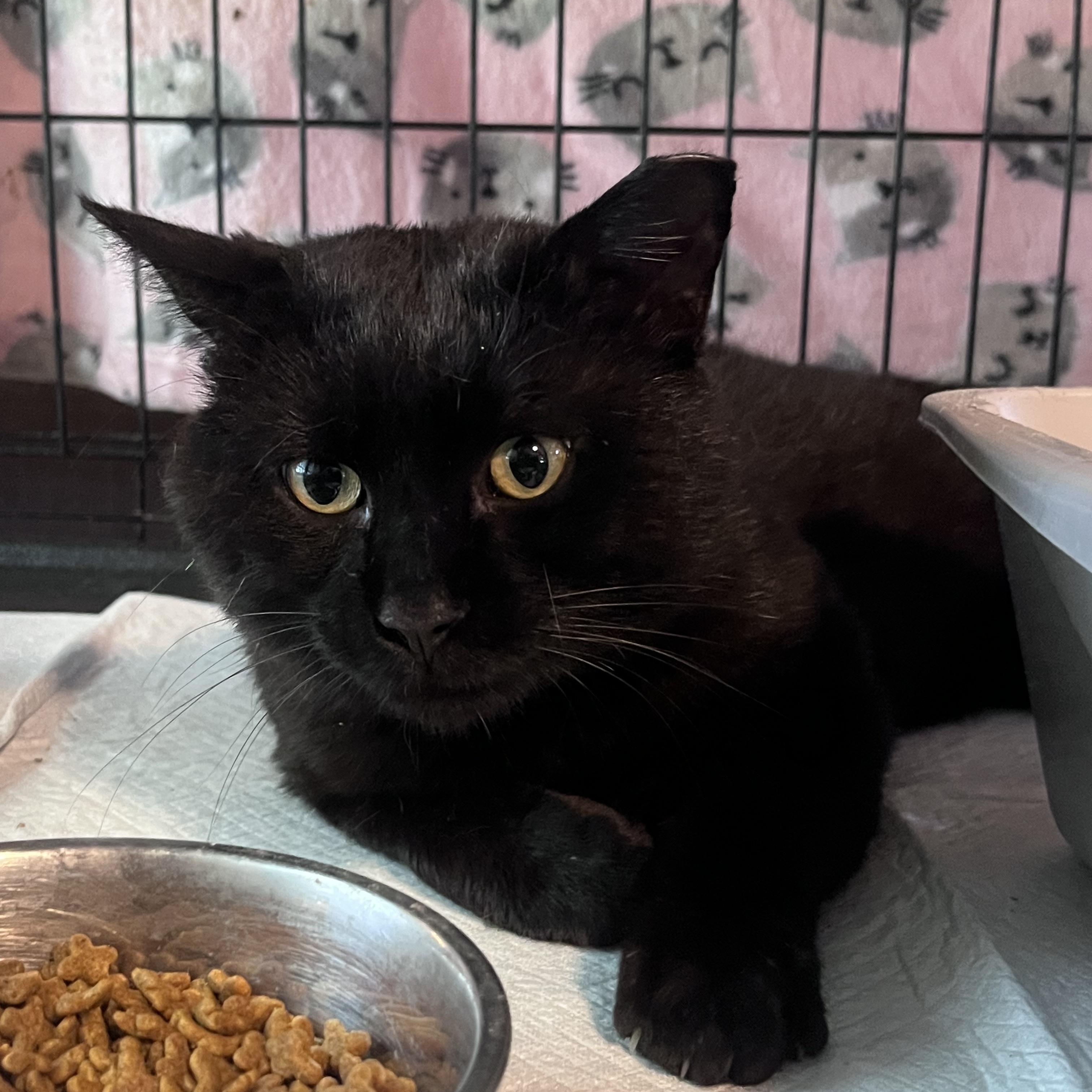 Enlarge LP, a Adopted Domestic Short Hair in Baltimore, MD image 2/3