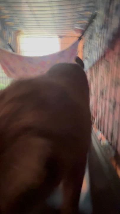 Enlarge LP, a Adopted Domestic Short Hair in Baltimore, MD video 3/3