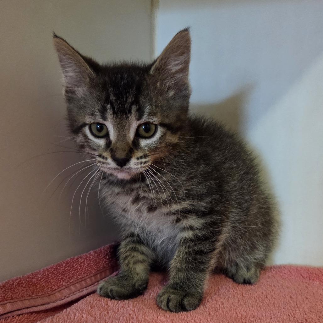 Bok Choy, Adoptable, Kitten Male Domestic Short Hair.