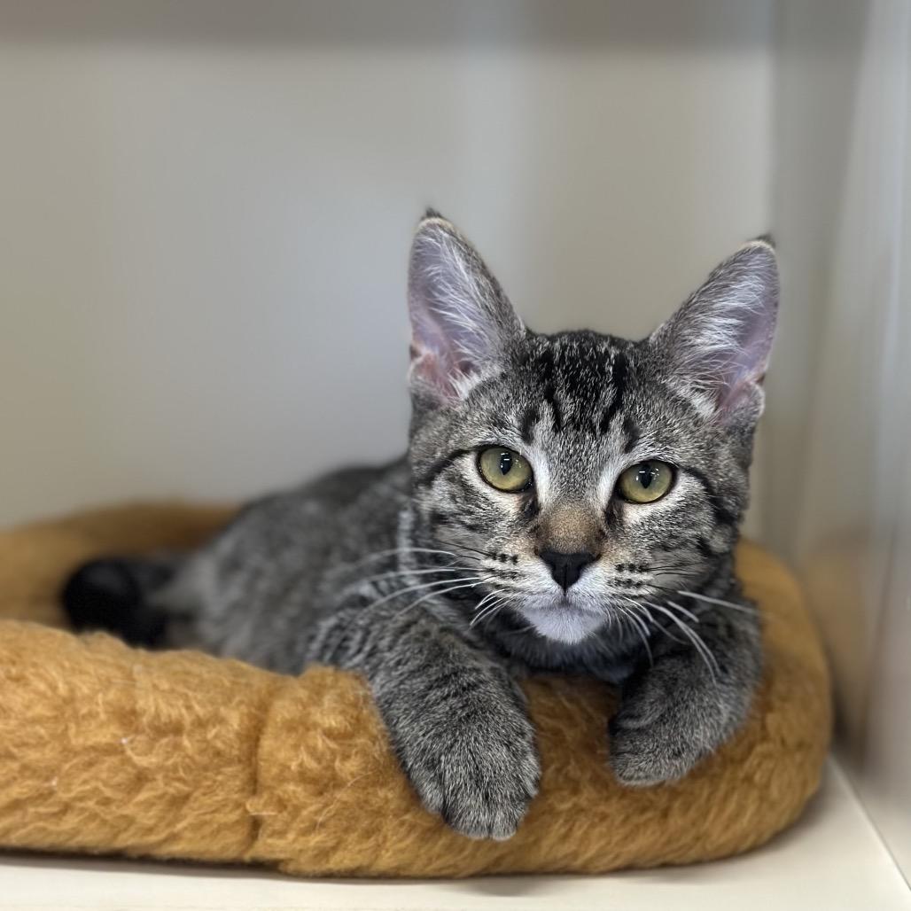Bok Choy, a Adoptable Domestic Short Hair in Hinsdale, IL image 2/5