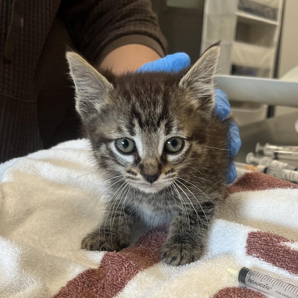 Bok Choy, a Adoptable Domestic Short Hair in Hinsdale, IL image 3/5