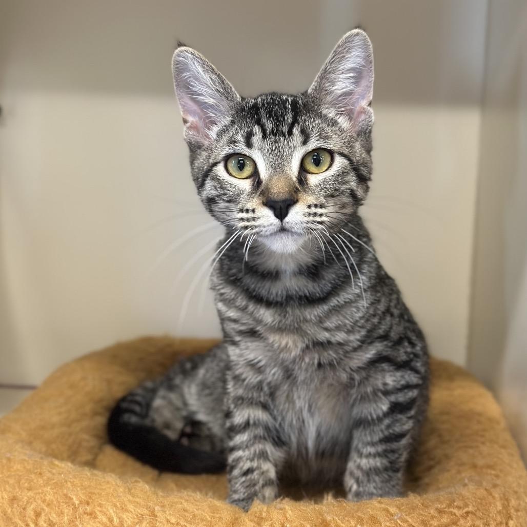 Bok Choy, a Adoptable Domestic Short Hair in Hinsdale, IL image 4/5