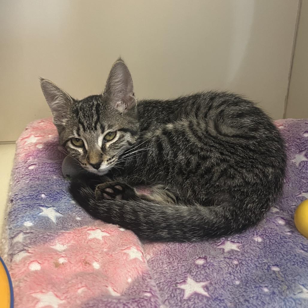 Bok Choy, a Adoptable Domestic Short Hair in Hinsdale, IL image 5/5