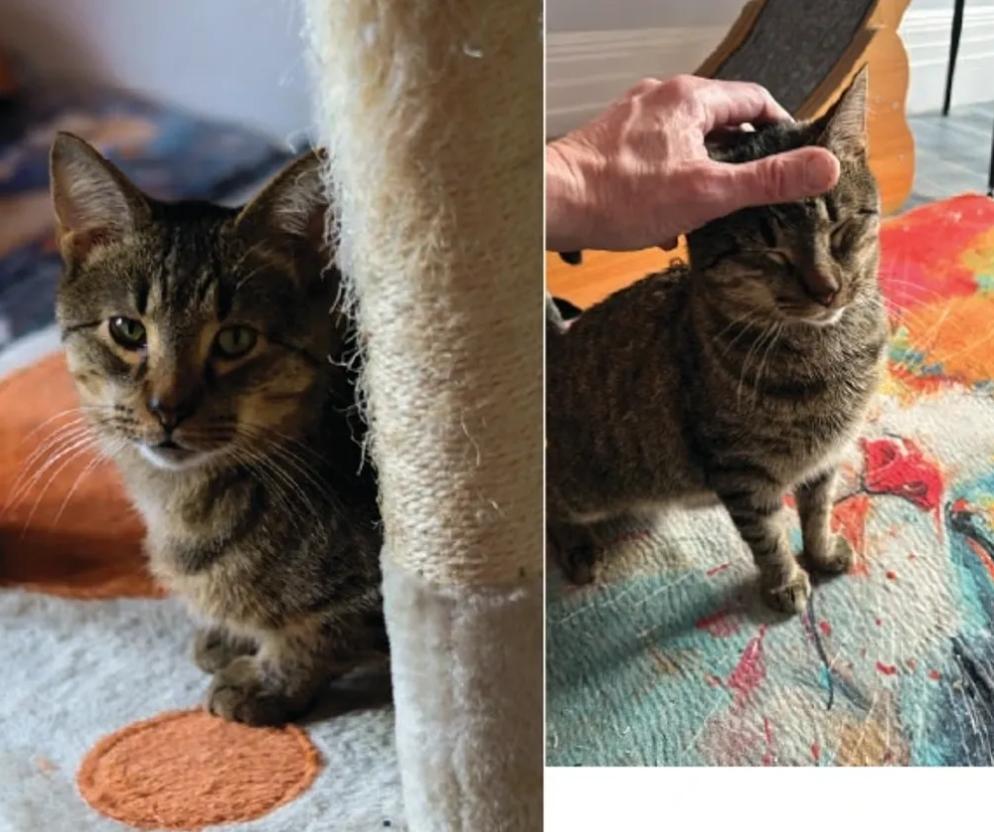 Enlarge Benson, a Adoptable Domestic Short Hair in Monroe, NC image 1/1