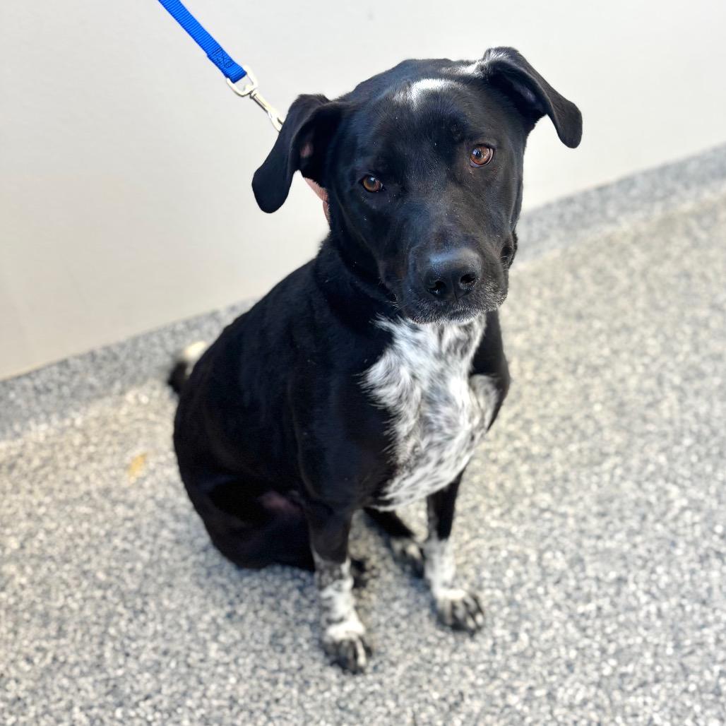 Smokey, Adoptable, Adult Male Mixed Breed.