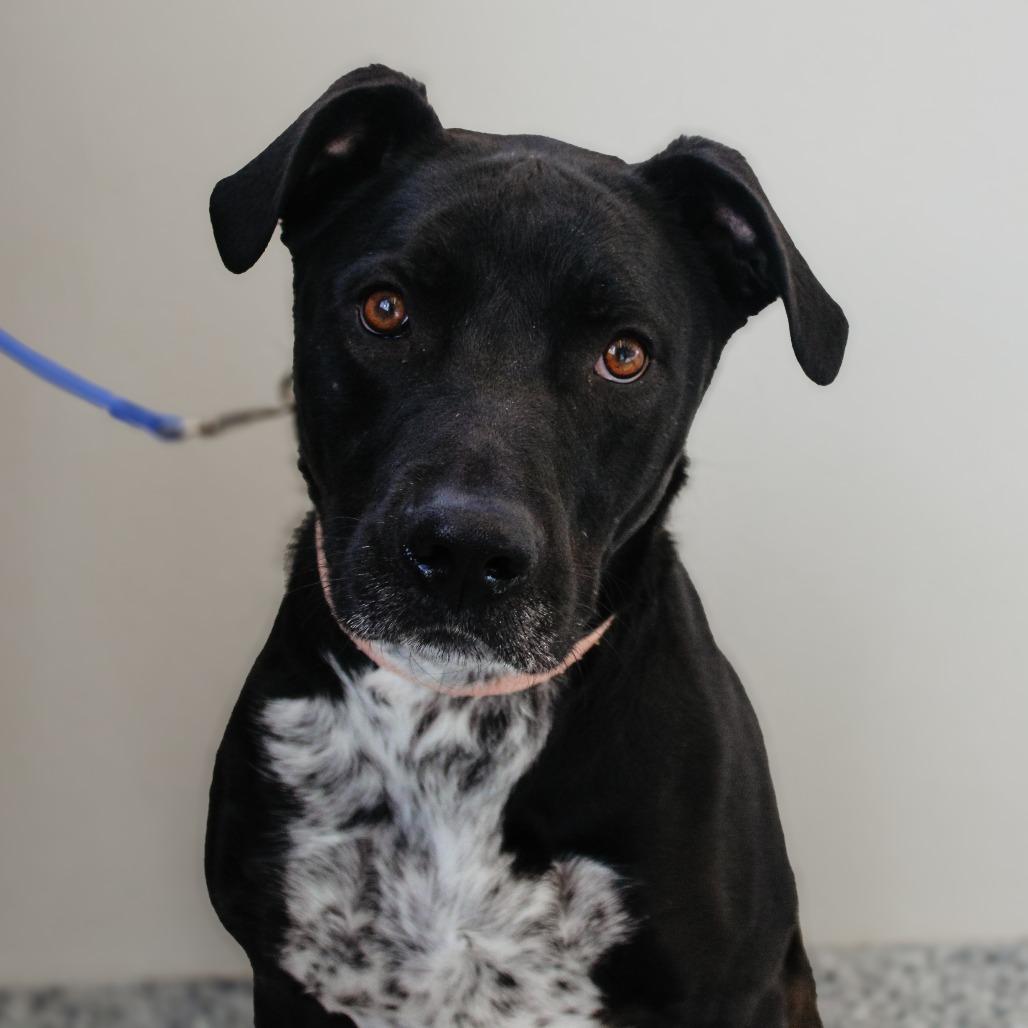 Enlarge Smokey, a Adoptable Mixed Breed in Great Falls, MT image 2/4