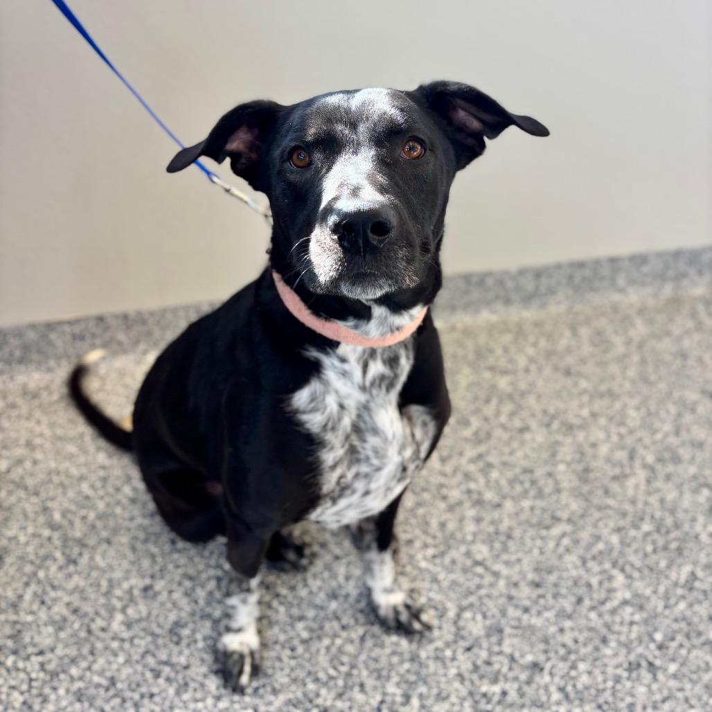 Enlarge Smokey, a Adoptable Mixed Breed in Great Falls, MT image 3/4