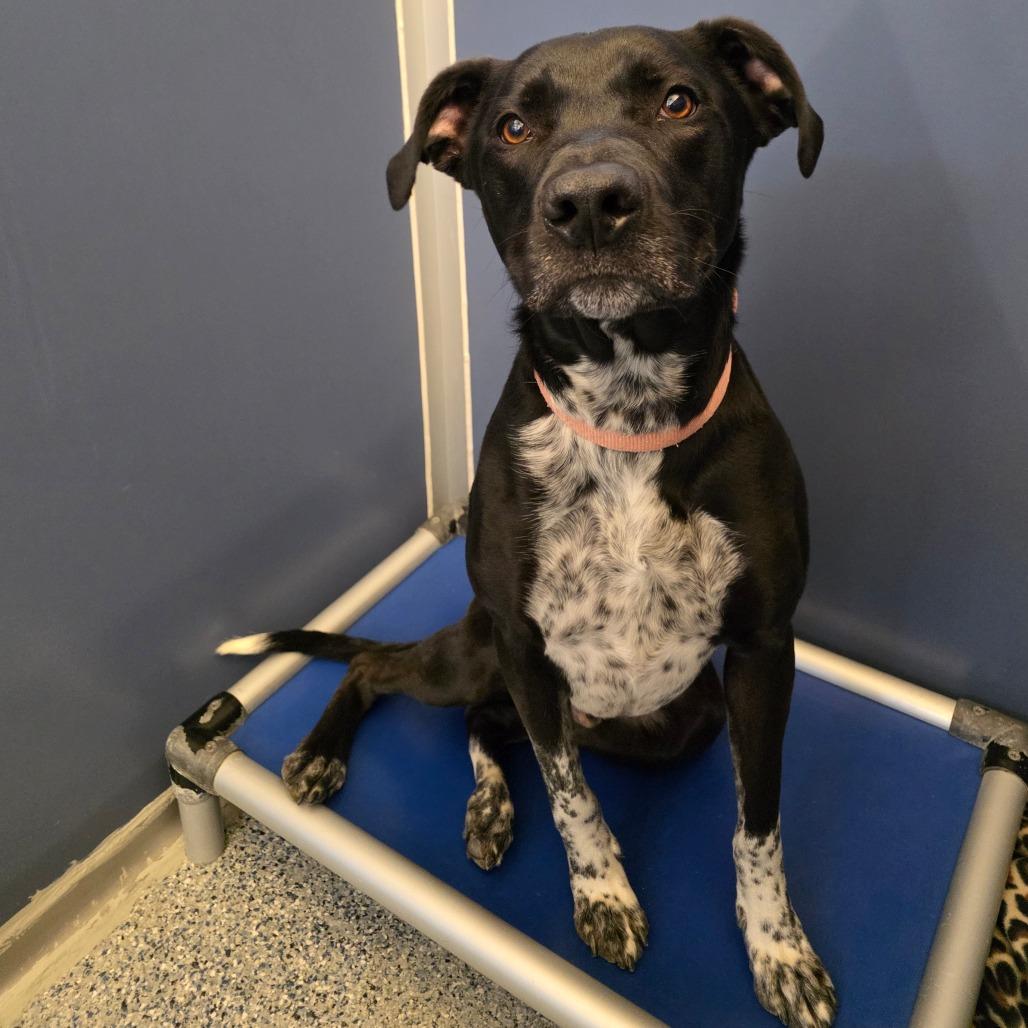 Enlarge Smokey, a Adoptable Mixed Breed in Great Falls, MT image 4/4