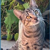 Kitty