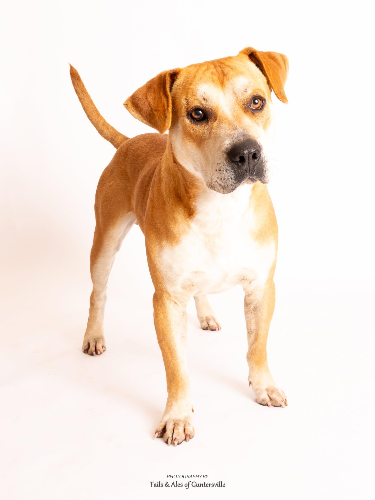 Rufus, ADOPTABLE, Adult Male American Bully.