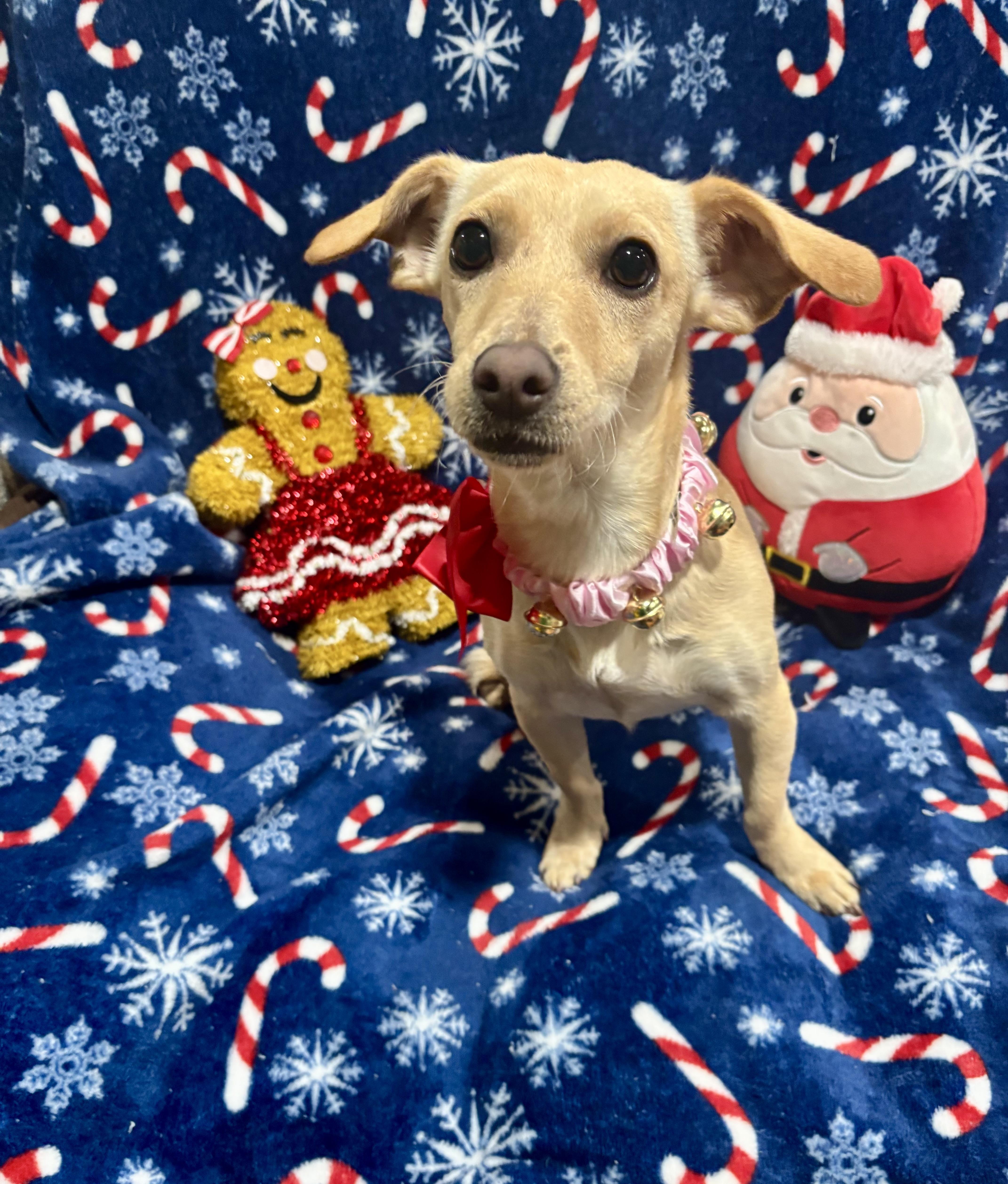 Dixie, ADOPTABLE, Young Female Dachshund & Chihuahua.