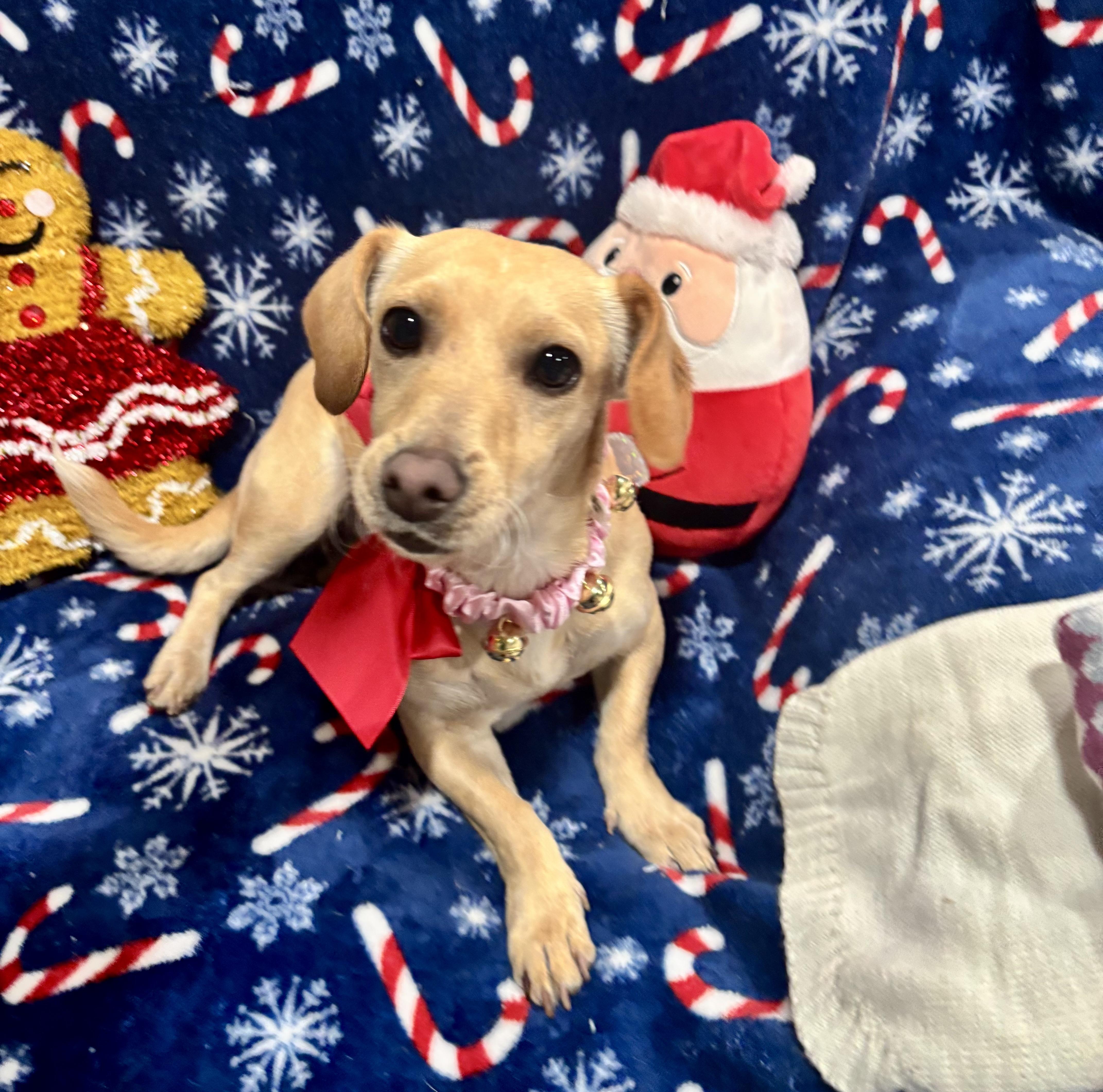 Dixie, a ADOPTABLE mixed breed in Foster, OR image 2/6