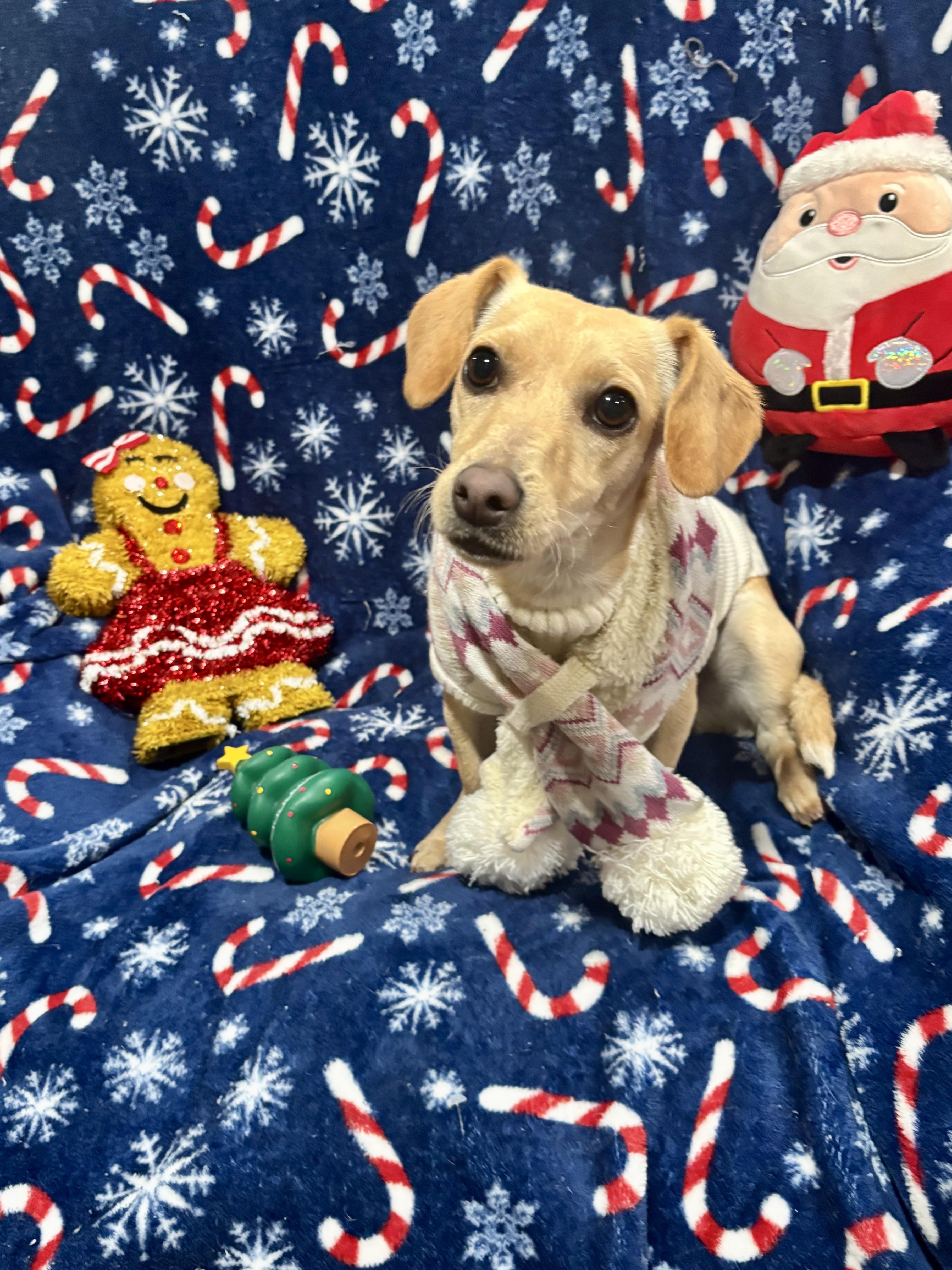 Dixie, a ADOPTABLE mixed breed in Foster, OR image 3/6