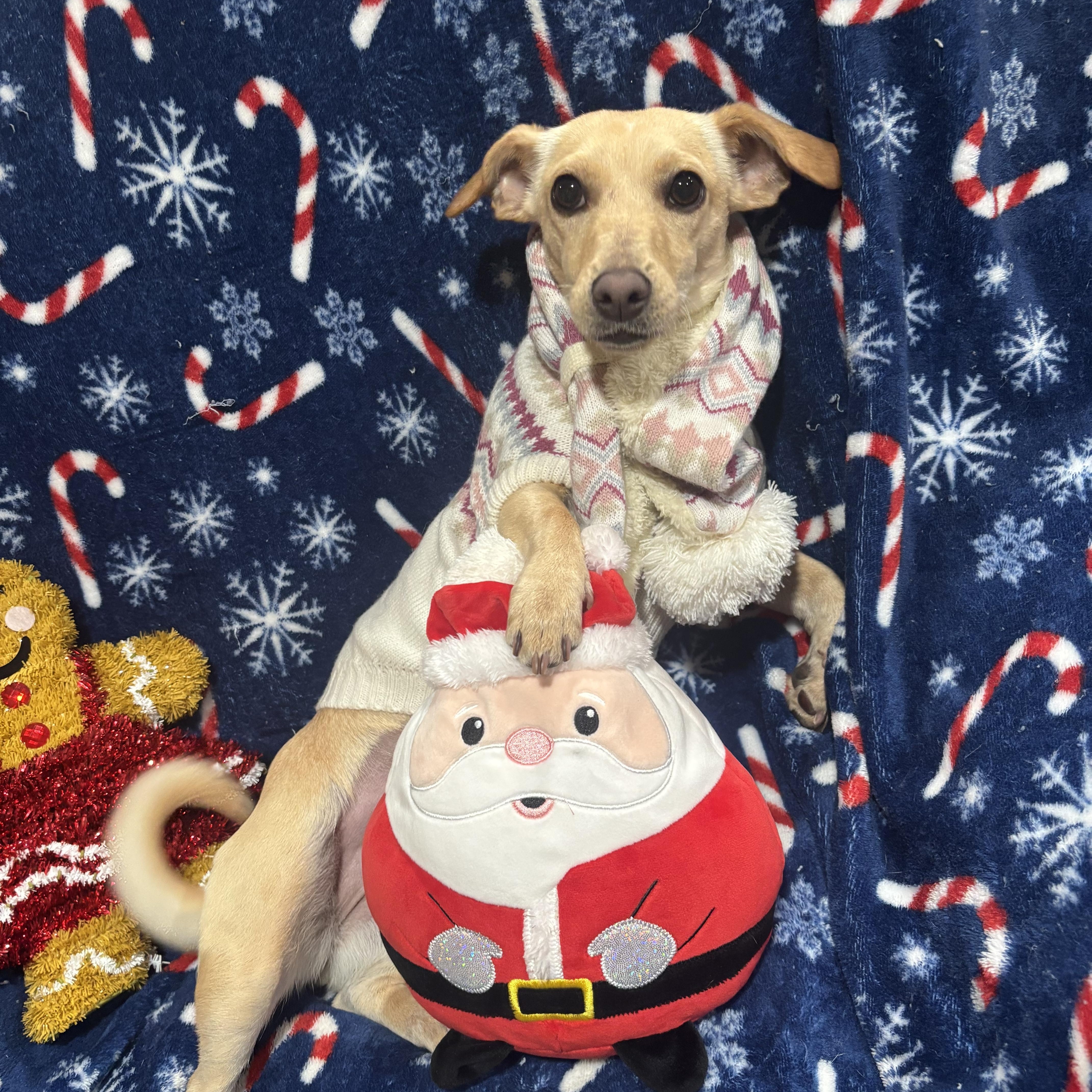 Dixie, a ADOPTABLE mixed breed in Foster, OR image 4/6