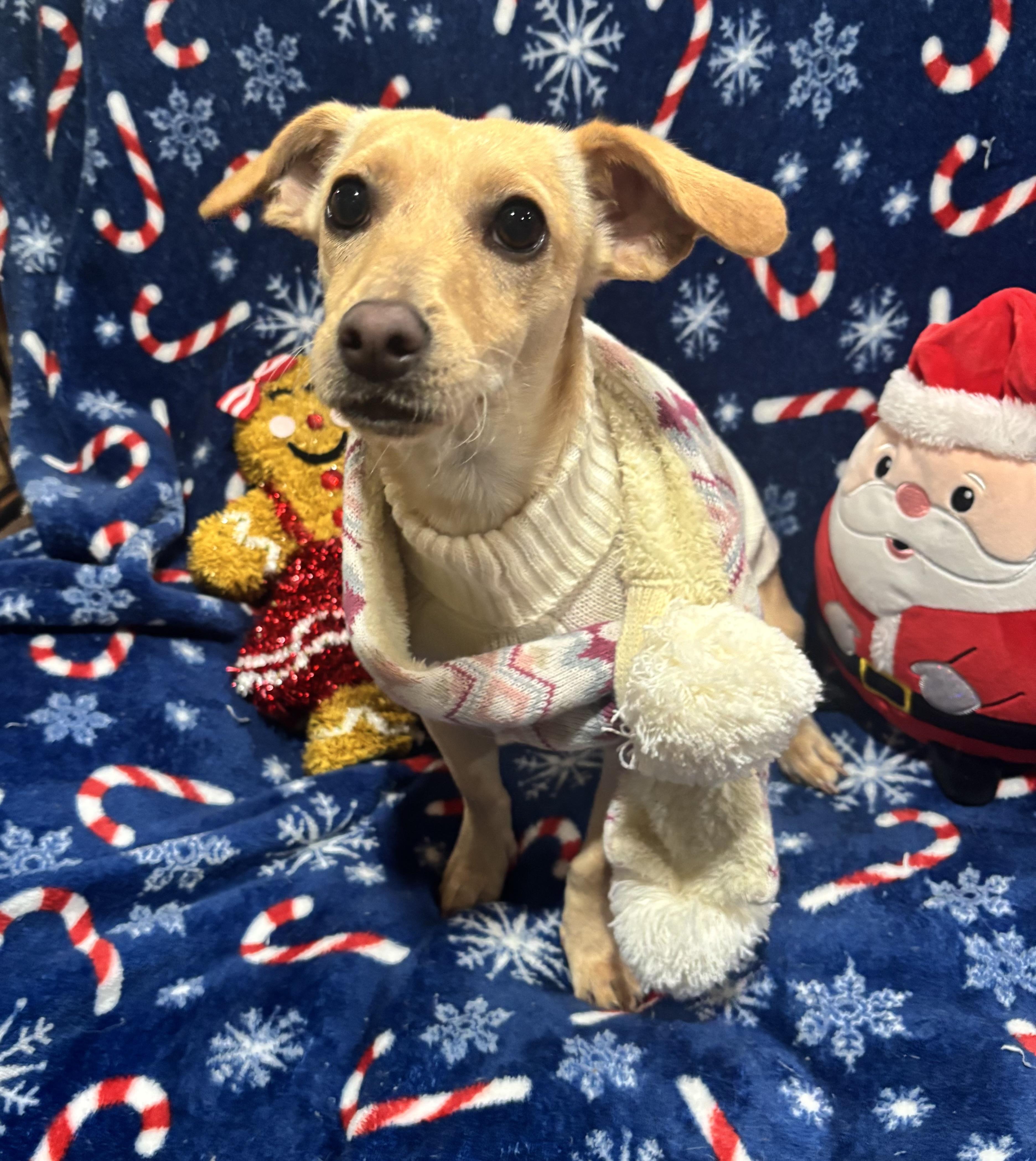 Dixie, a ADOPTABLE mixed breed in Foster, OR image 5/6