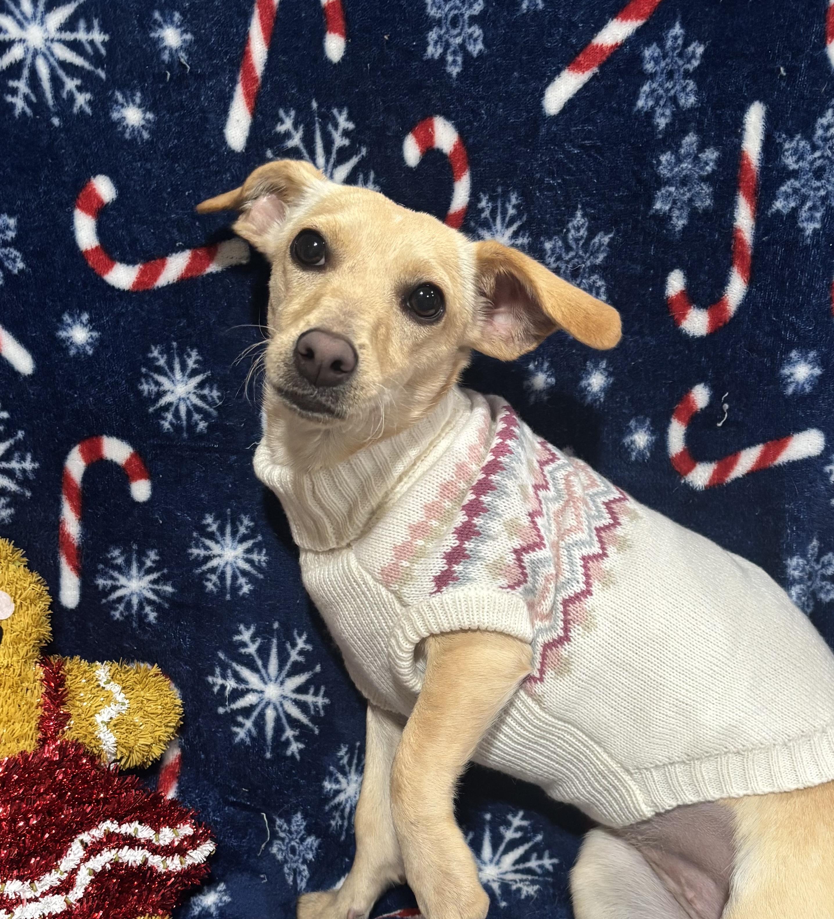 Dixie, a ADOPTABLE mixed breed in Foster, OR image 6/6