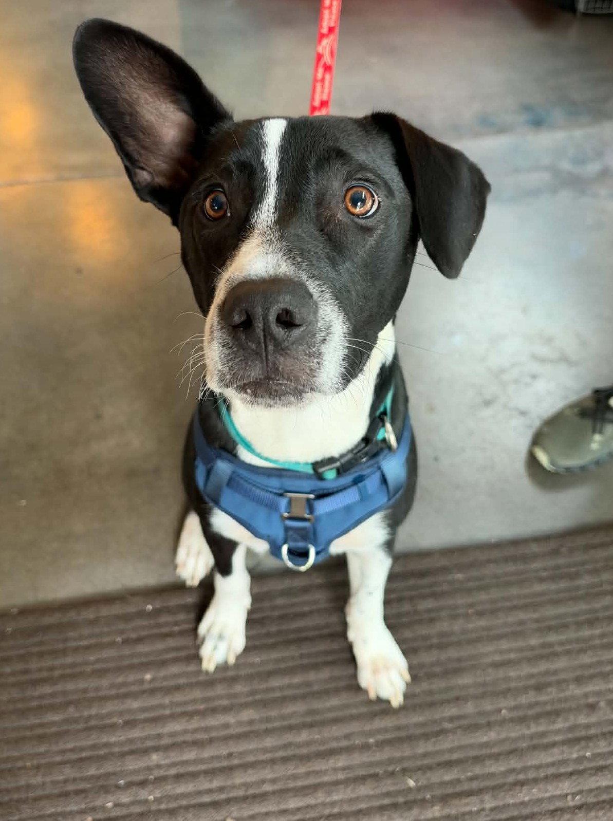Enlarge Horace (Bessie Litter), a Adoptable mixed breed in Holly Springs, NC image 1/3