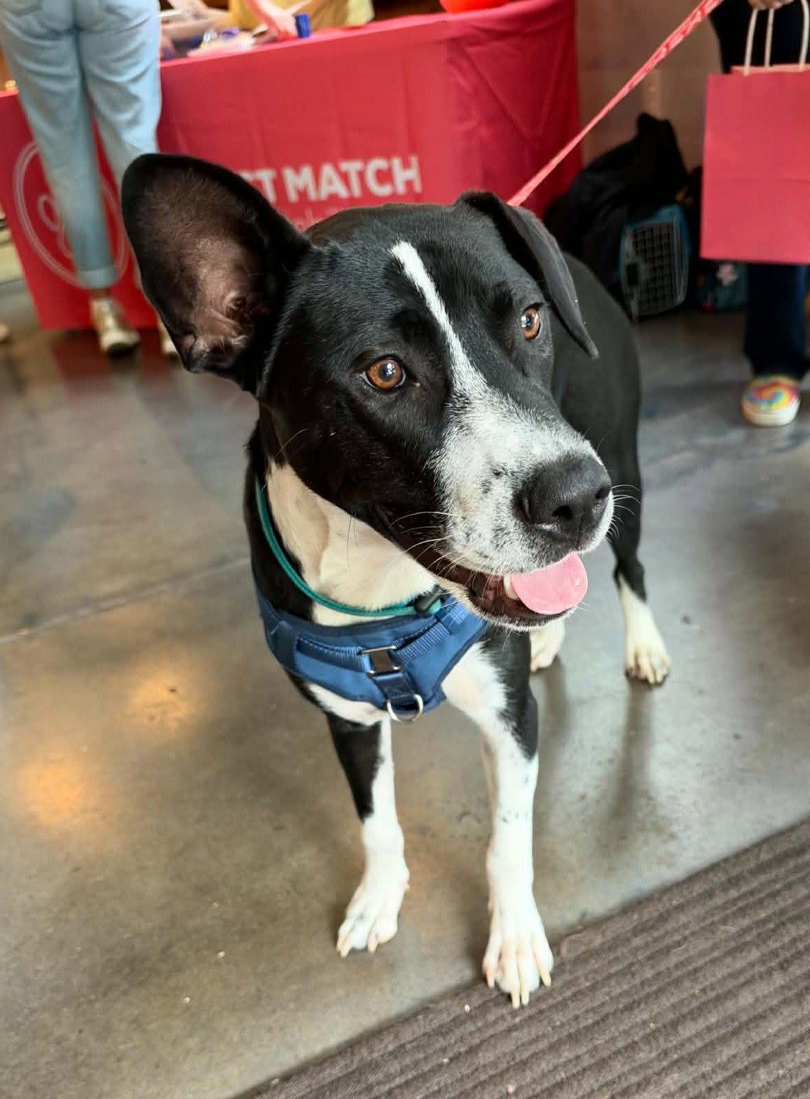 Enlarge Horace (Bessie Litter), a Adoptable mixed breed in Holly Springs, NC image 2/3