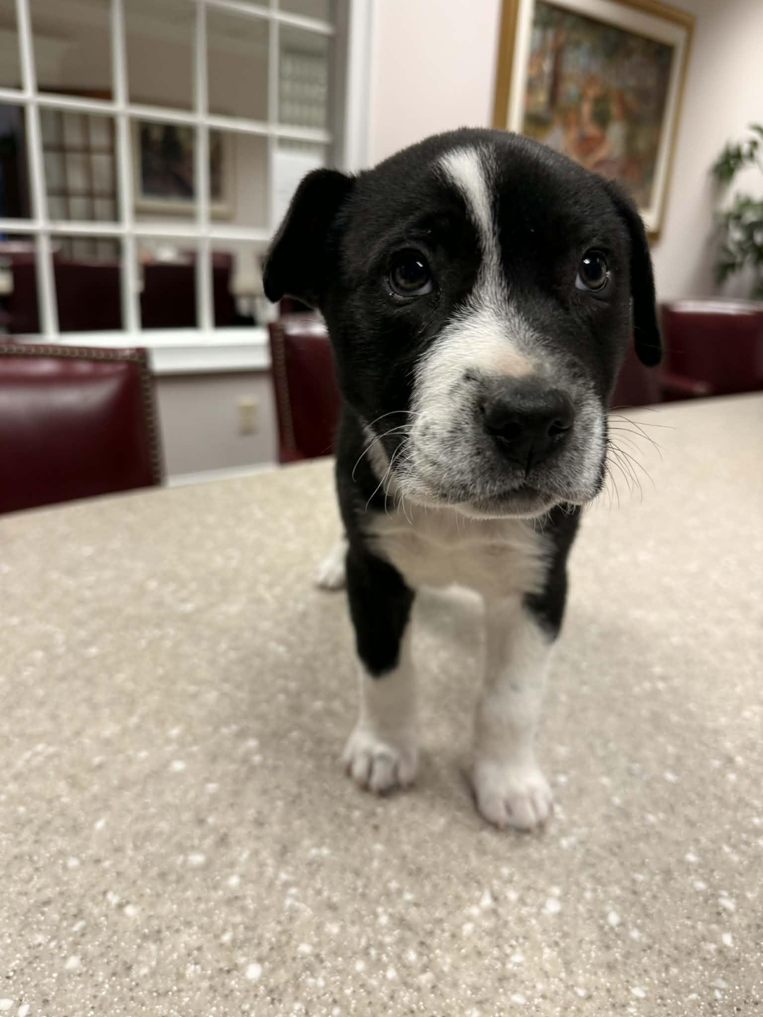 Horace — thumbnail 2