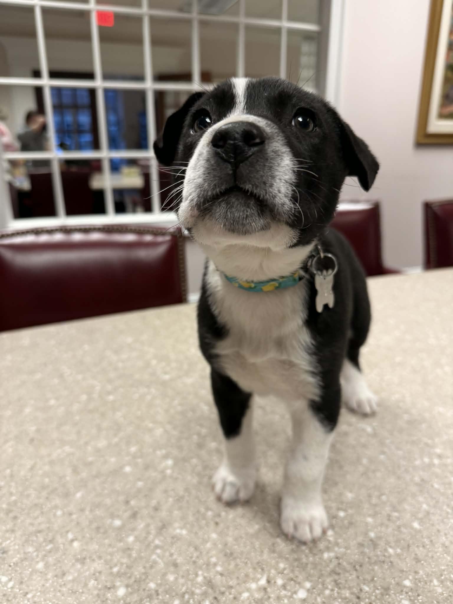 Horace — thumbnail 3