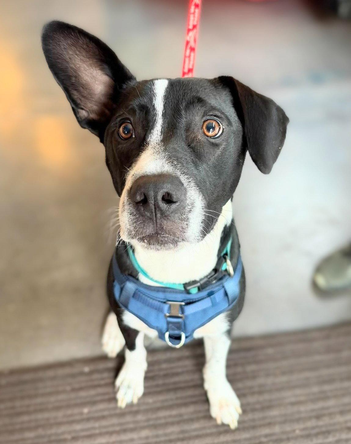 Enlarge Horace (Bessie Litter), a Adoptable mixed breed in Holly Springs, NC image 3/3