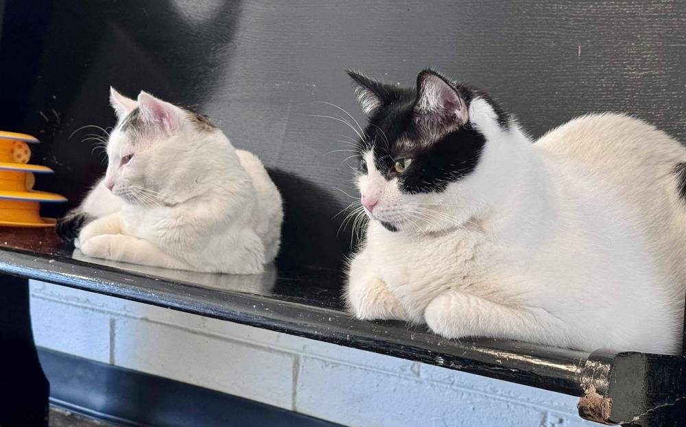 Samson, Adoptable, Adult Male Domestic Short Hair.