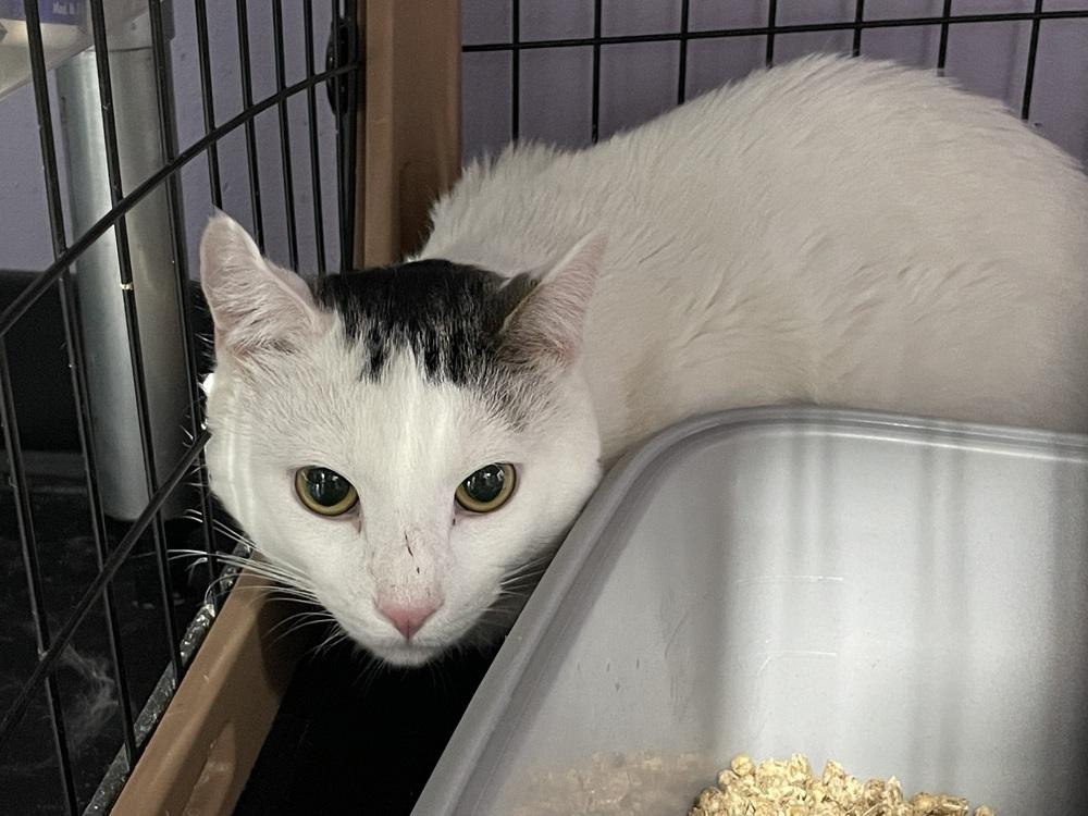 Samson, Adoptable, Adult Male Domestic Short Hair.