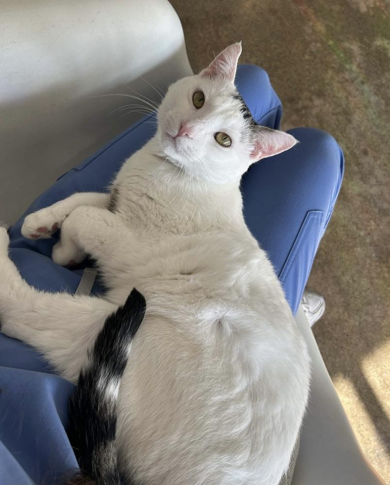 Enlarge Samson, a Adoptable Domestic Short Hair in Ferndale, MI image 5/6