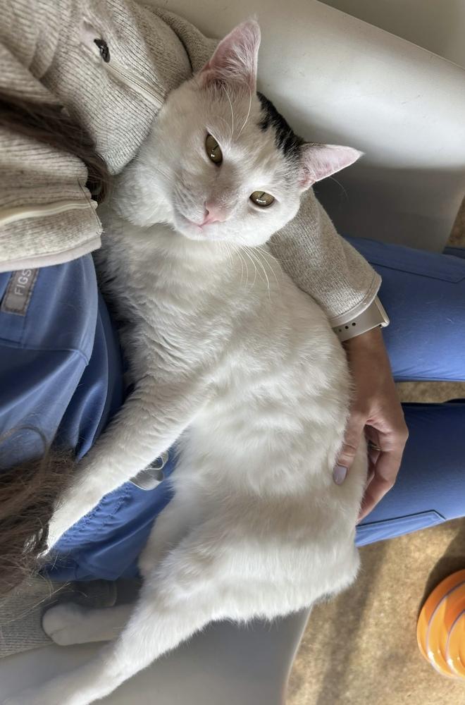 Enlarge Samson, a Adoptable Domestic Short Hair in Ferndale, MI image 6/6