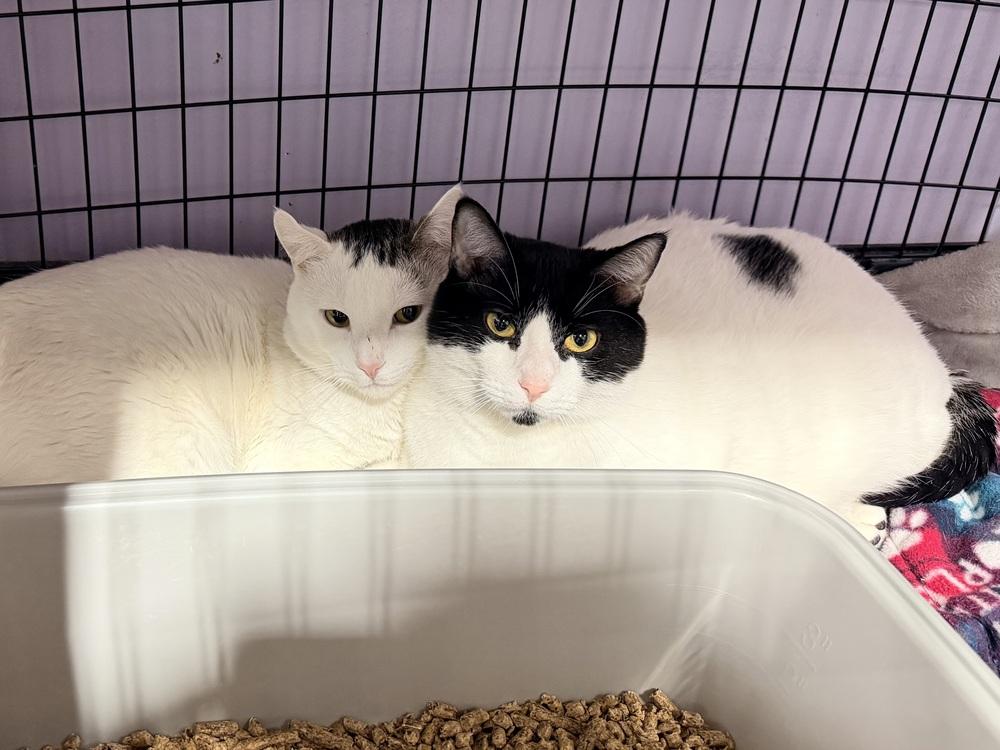 Enlarge Samson, a Adoptable Domestic Short Hair in Ferndale, MI image 2/2