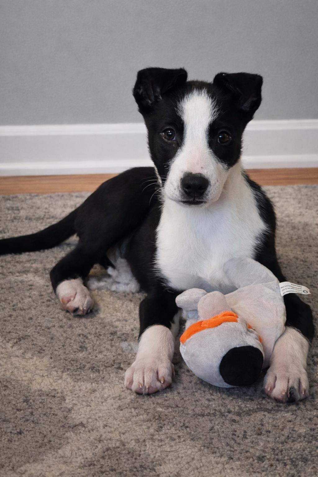 Enlarge Marshall, an adopted mixed breed in Shinnston, WV image 4/4