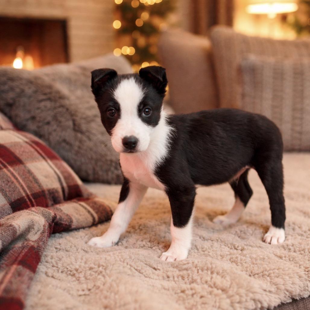 Enlarge Marshall, an adopted mixed breed in Shinnston, WV image 3/4