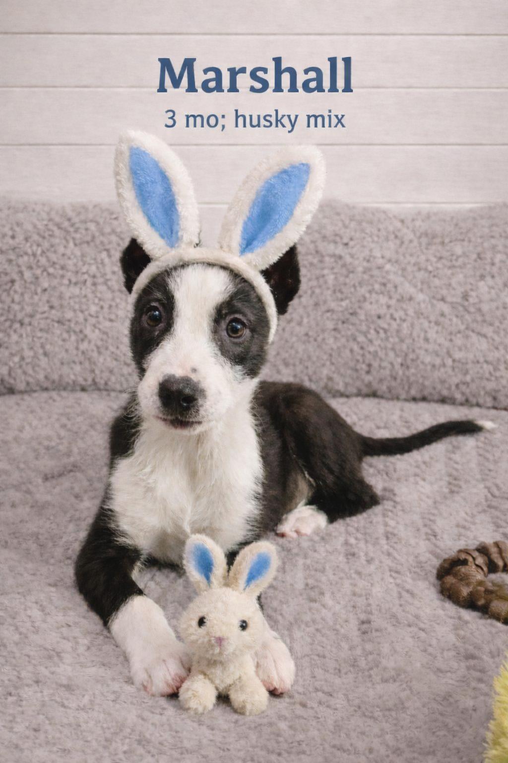 Marshall, adopted, Puppy Male Husky & Labrador Retriever.