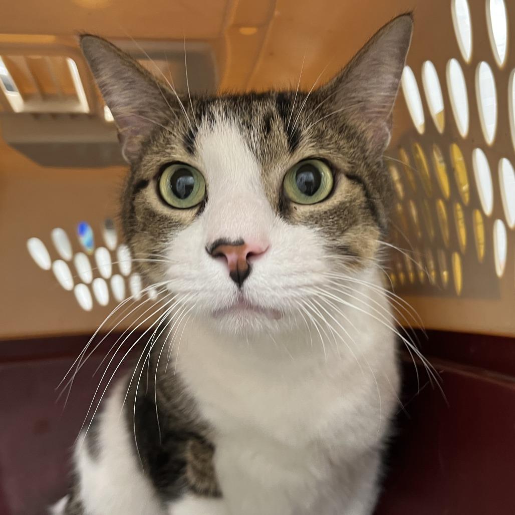 Clark, Adoptable, Adult Male Domestic Short Hair.