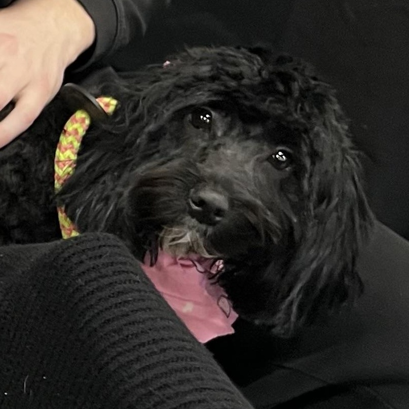 Enlarge Tux, an adopted Cockapoo in Cranford, NJ image 2/4