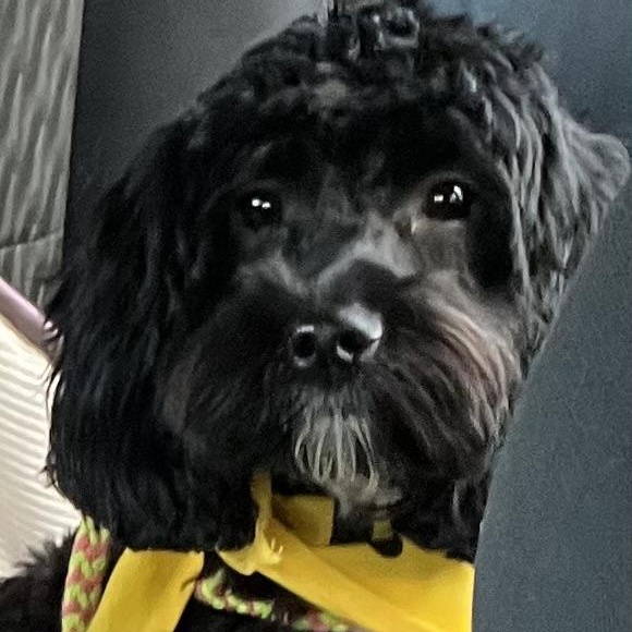 Enlarge Tux, an adopted Cockapoo in Cranford, NJ image 3/4