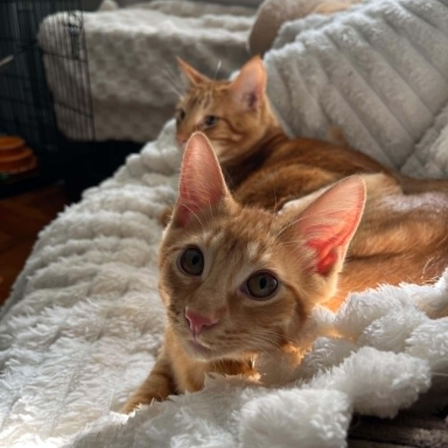 Cinnabar, a ADOPTABLE Domestic Short Hair in Brooklyn, NY image 6/6